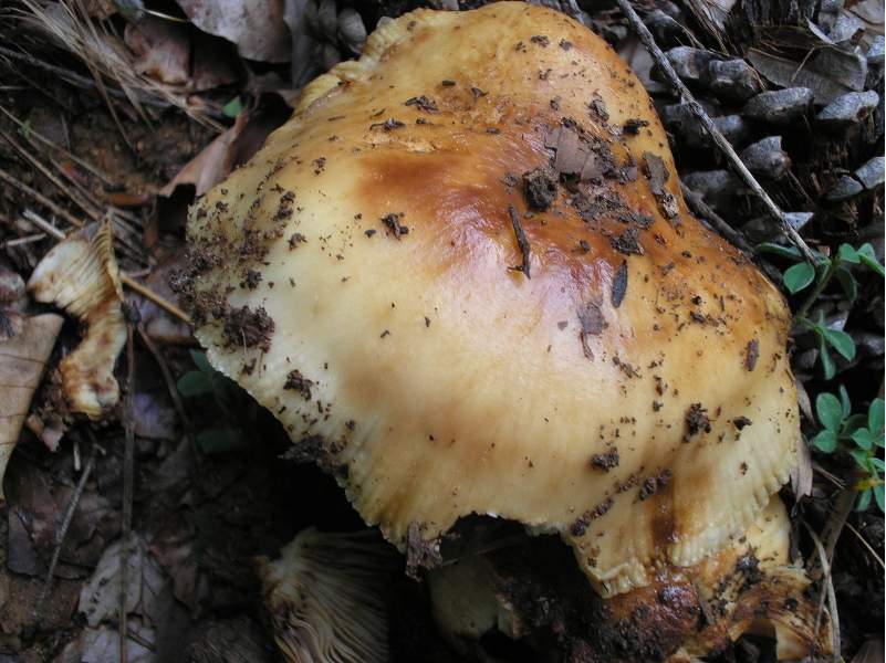 grazie allo sciopero....